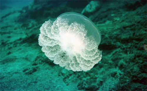 海尔电视机怎么连宽带连接