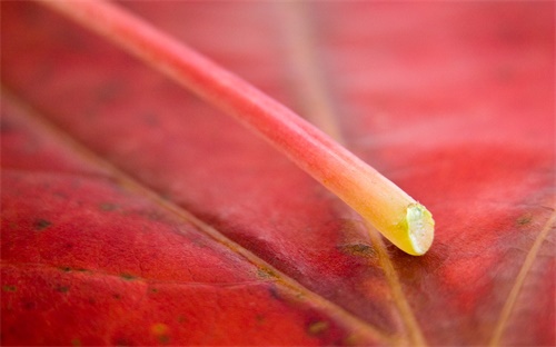 电视机出现粉色是怎么回事,飞利浦电视机黑屏是怎么回事